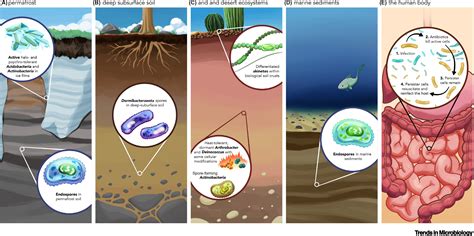 what is microbial dormancy